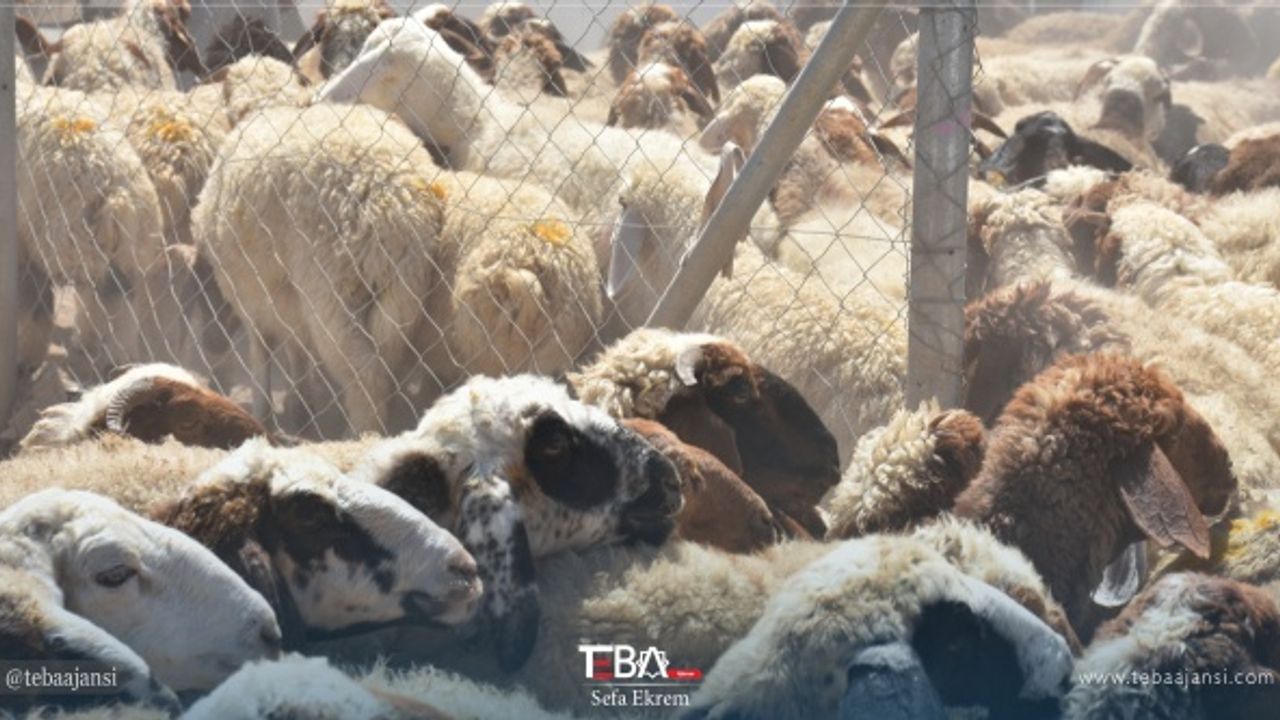 Erbil’de kurbanlıklar alıcı bekliyor