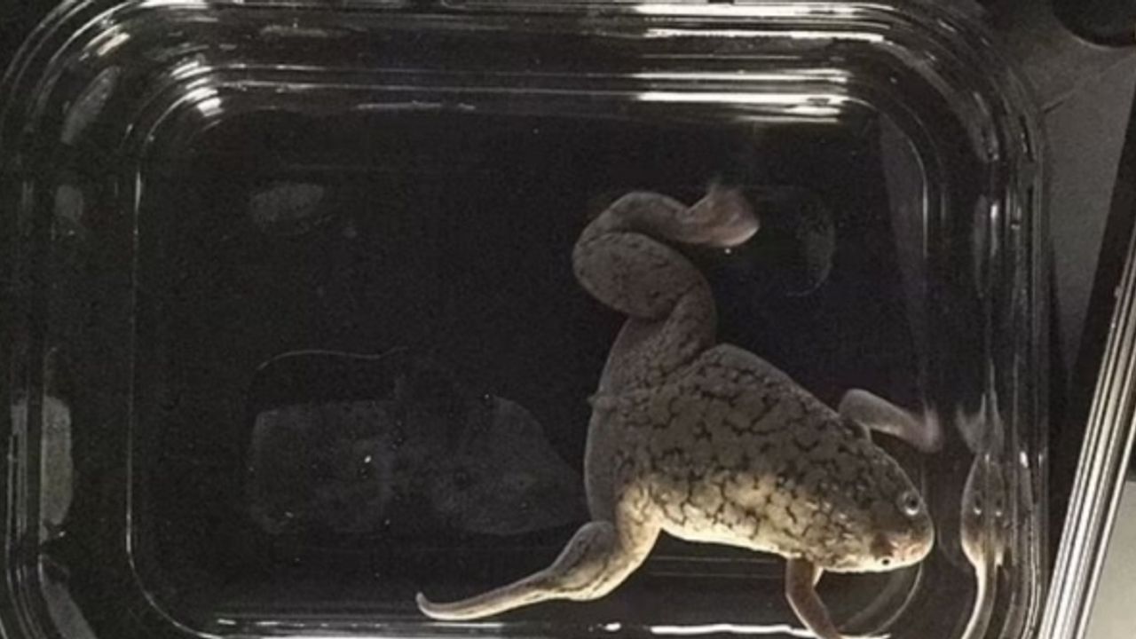Bilim insanları kurbağanın kopan uzvunu yeniden büyütmeyi başardı