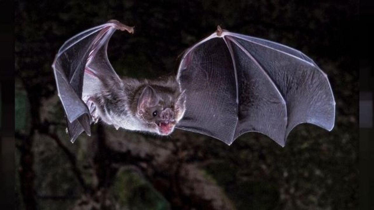 Vampir yarasaların hayatta kalma sırrı çözüldü