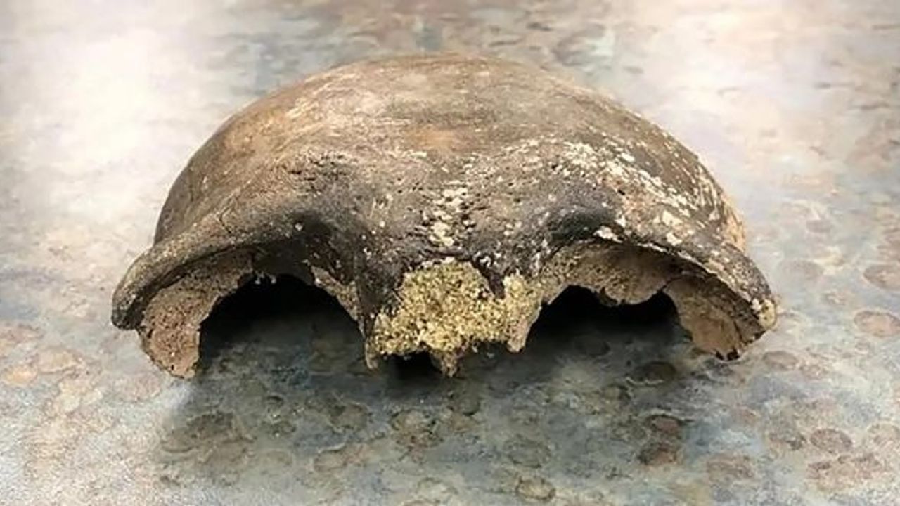 ABD'nin Minnesota eyaletinde 8 bin yıllık kafatası bulundu