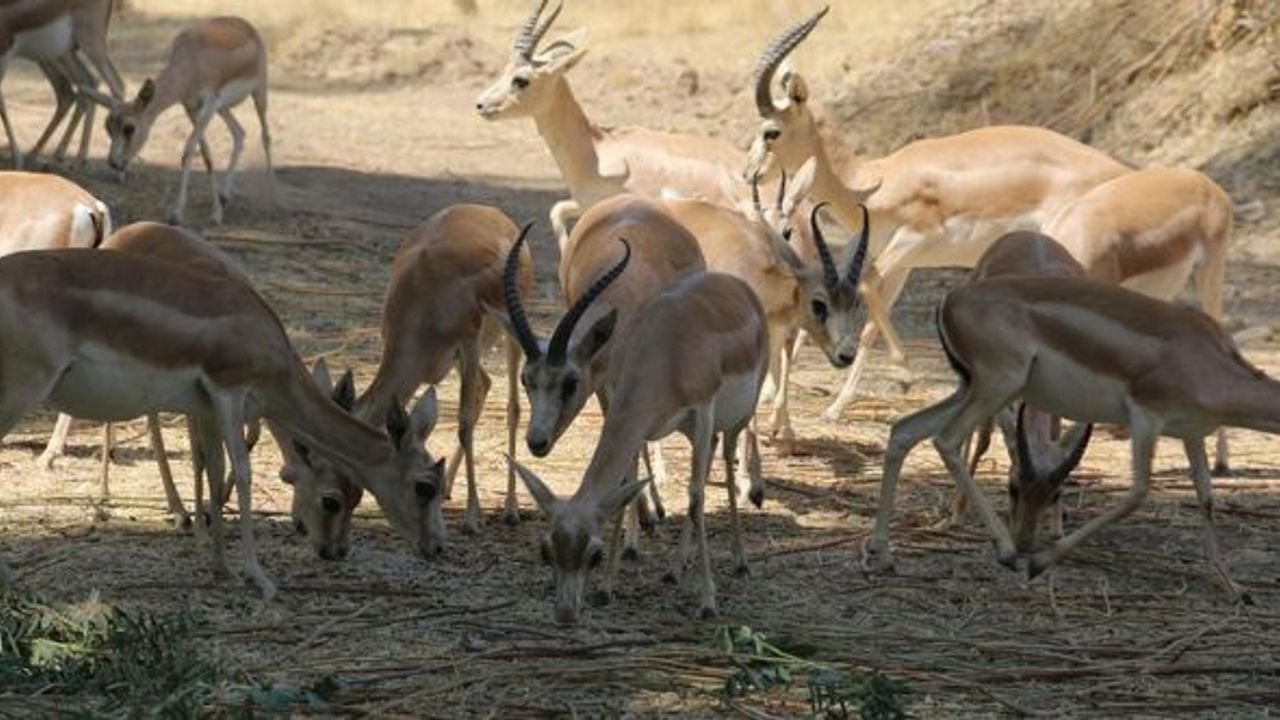 Rim türü ceylanlar yok olma tehlikesi yaşıyor
