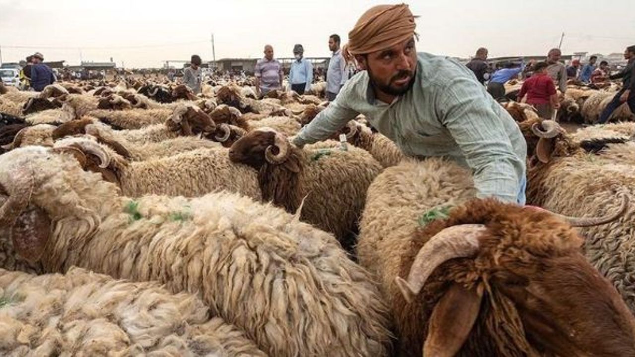 Sağlık Bakanlığı: 289 Hemorajik ateş vakası kaydedildi