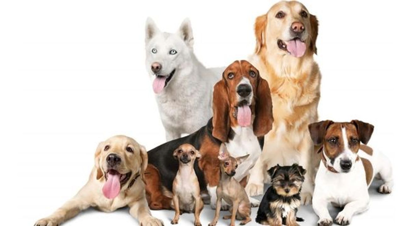 Dünyanın en akıllı köpek cinsi belli oldu