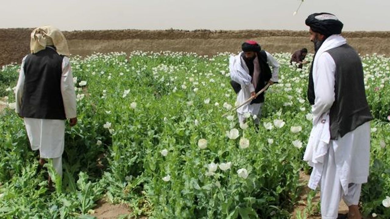 Taliban, Afganistan'da kenevir ekimini yasakladı