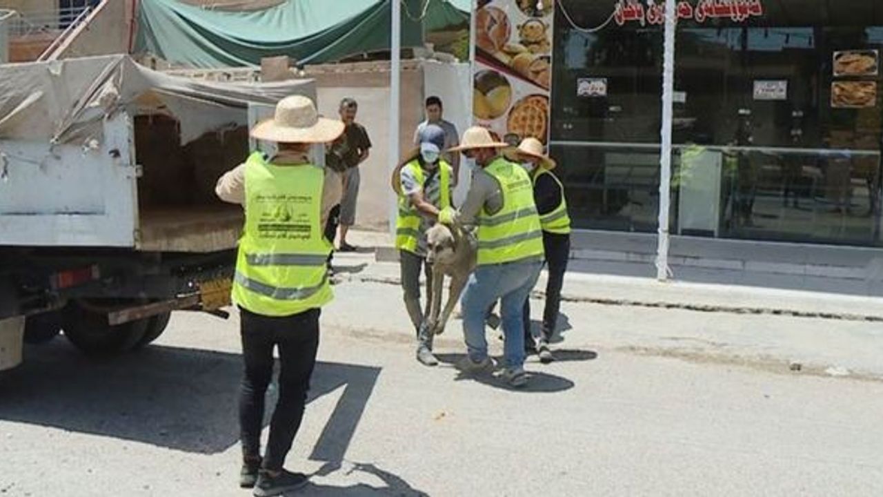 Erbil'deki sokak köpekleri toplanıyor