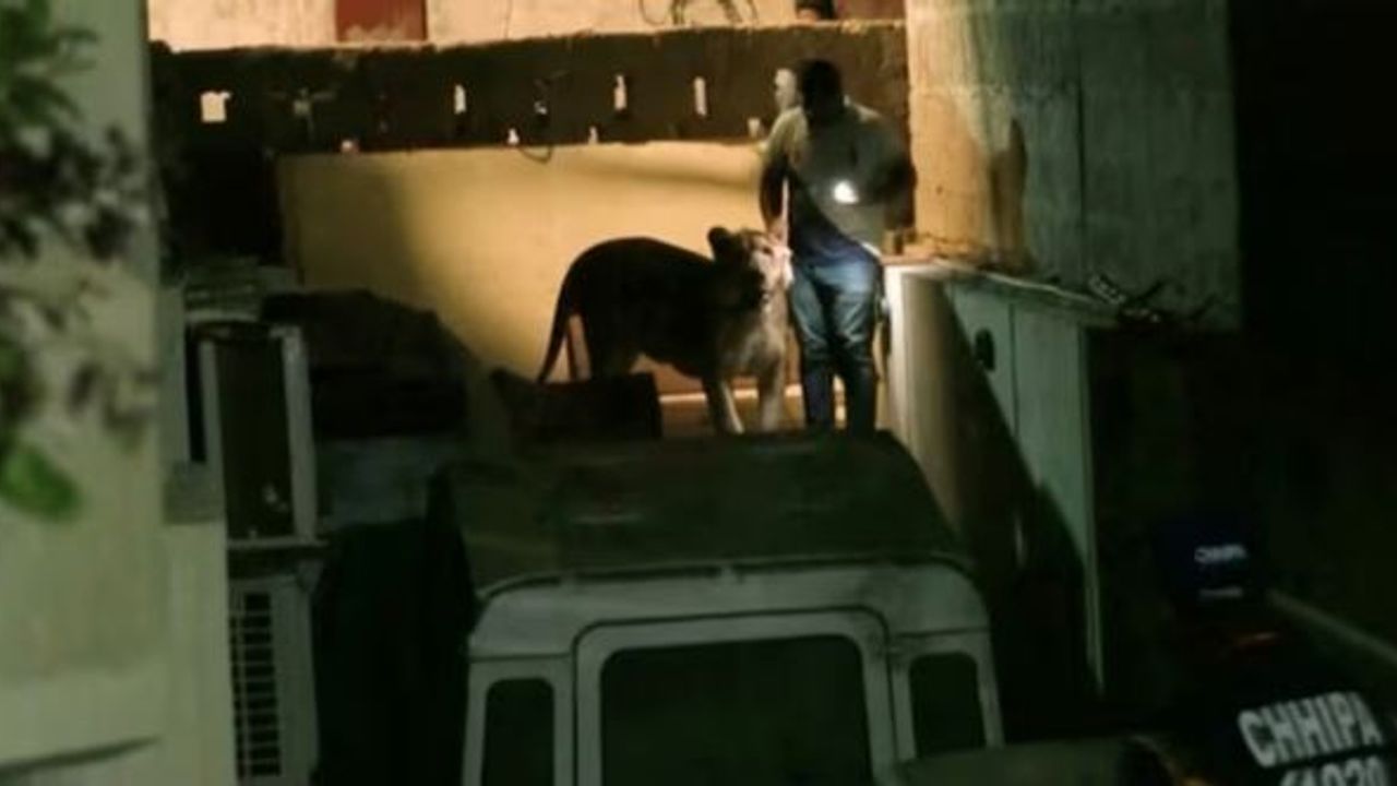 Nakil aracından kaçan aslan paniğe yol açtı