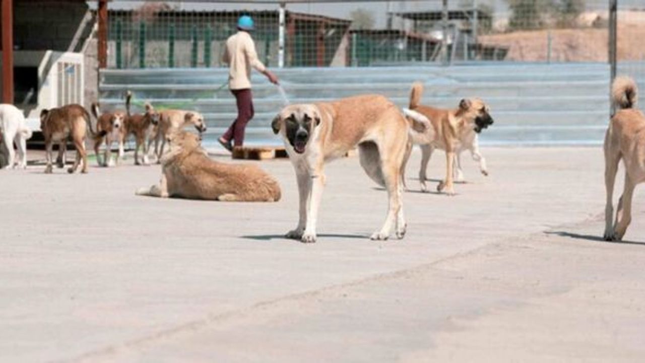 Sokak köpeklerini toplama sürecine ilişkin açıklama