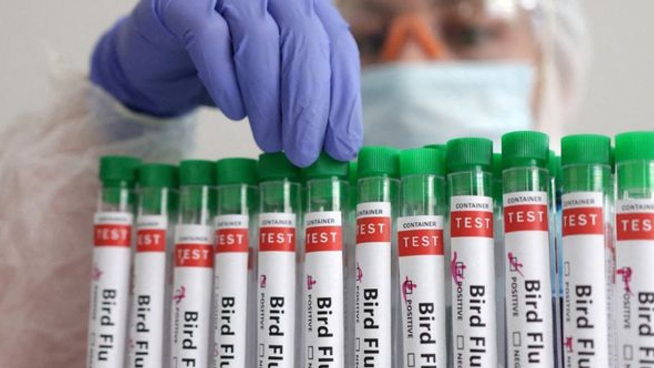 Meksika'da kuş gribi alarmı-DSÖ ilk ölümü doğruladı