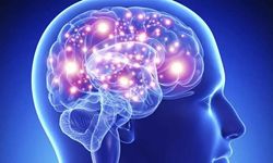 Araştırma: İnsan beyni 5 evreden geçiyor