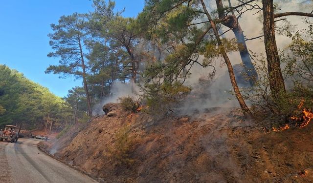 Mersin'de orman yangını çıktı