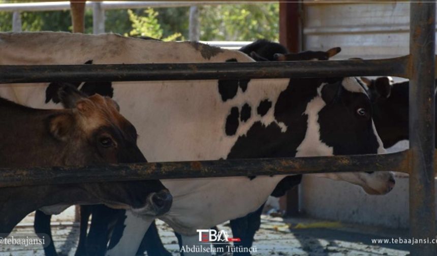 Kurban etlerini ayırt etmeden ihtiyaç sahibi bölge halkına dağıtacaklarını dile getiren Atik, bu vesileyle tüm İslam aleminin Kurban Bayramı&#039;nı tebrik etti.