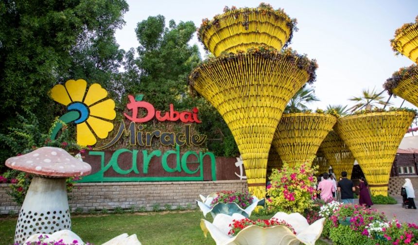 Birleşik Arap Emirlikleri’nin (BAE) Dubai kentinde bulunan Dubai Miracle Garden (Mucize Bahçe), dünyanın en büyük çiçek bahçesi olma özelliğine sahip.
