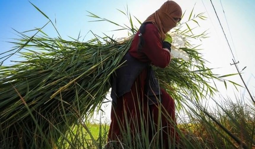 Kadınlar bu alanlarda yetiştirilen ürünlerin geliriyle ailelerinin geçimine katkı sağlıyor.