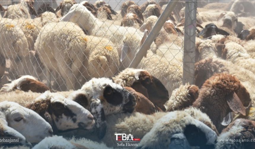 Erbil’de hayvan pazarlarında Kurban Bayramı'na sayılı günler kala kurbanlık satışları devam ediyor.