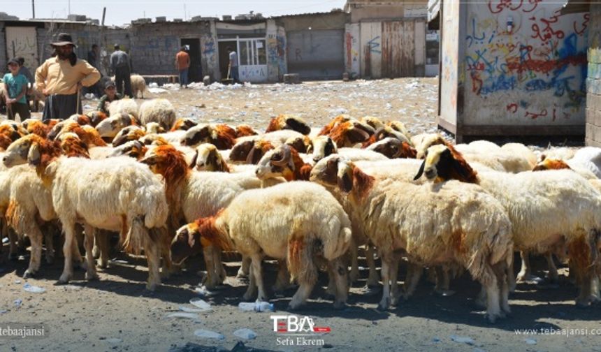 Tüm önlemlerin alındığı pazarda, kurbanlık almak isteyenler ile besiciler arasında sıkı pazarlıklar yapılıyor.