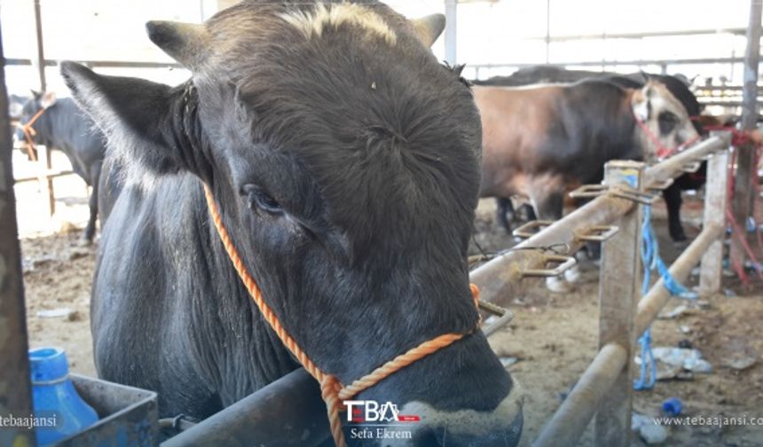 Hayvan pazarına farklı bölgelerden getirilen büyük ve küçükbaş kurbanlıklar alıcı bekliyor.