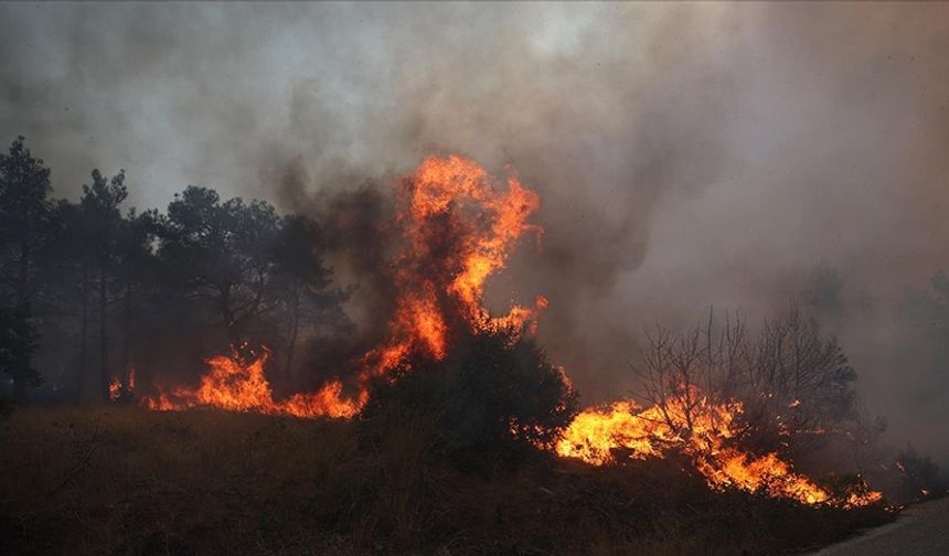 Yunanistan'da 242 orman yangını çıktı